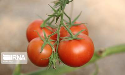 ۵۰ درصد بذر گوجه‌فرنگی فضای باز در داخل کشور تولید می‌شود