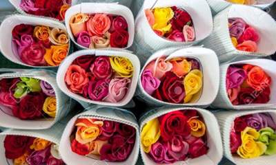 امسال ۱۰ میلیارد تومان گل و گیاهان زینتی از نوشهر به خارج صادر شد