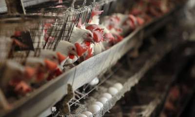 صادرات ۶۵ هزارتن تخم مرغ در ۹ ماه سال ۹۹