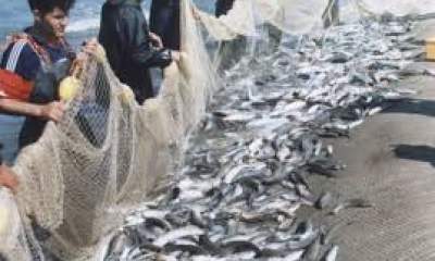 ۱.۳ هزار تن ماهی استخوانی دریای خزر تا پایان آذرماه صید شد