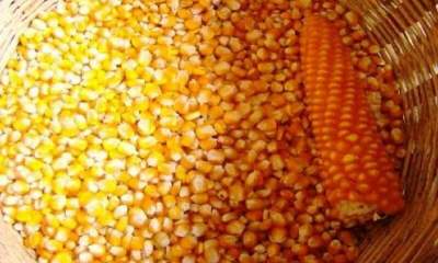 تولید بذر ذرت هیبرید در گچساران ۳.۵ برابر شد