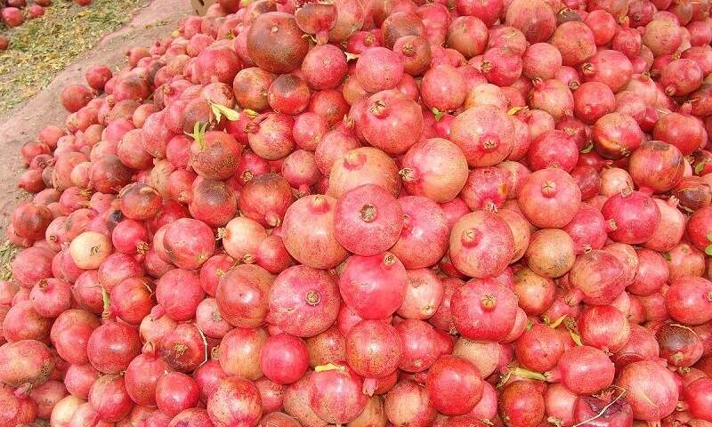 محصول انار استان یزد با مزیت صادرات