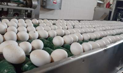 توزیع تخم مرغ به نرخ دولتی در تهران آغاز شد