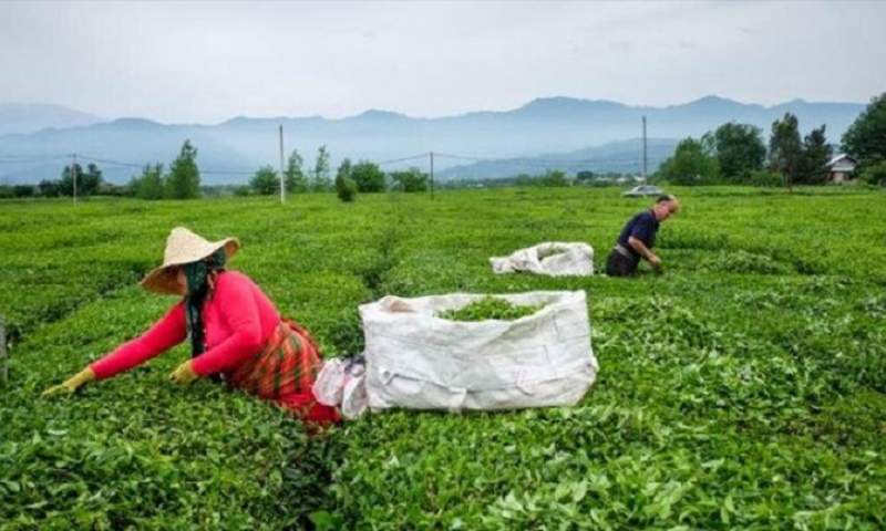 تفاوت نجومی قیمت چای از مزارع تا بازار در مازندران