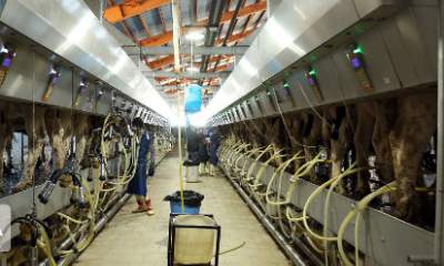 تولید افزون بر ۳ هزار تن شیر در لاهیجان