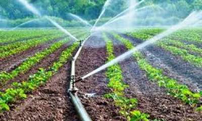 کشاورزی استان سمنان گام به گام در مسیر کاهش مصرف آب