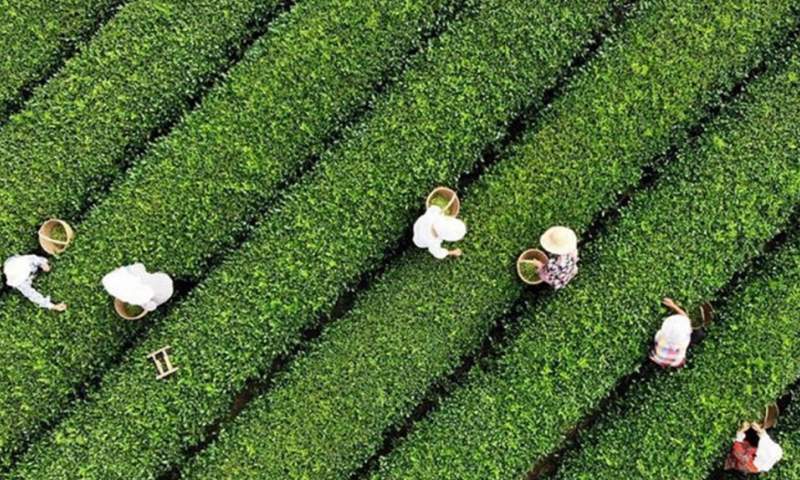 تمام مطالبات چایکاران پرداخت شد/ رشد ۵ درصدی تولید چای نسبت به سال گذشته