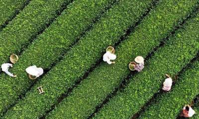 تمام مطالبات چایکاران پرداخت شد/ رشد ۵ درصدی تولید چای نسبت به سال گذشته