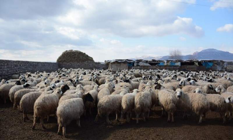 پرورش گوسفندان اصلاح نژادی در منطقه‌ای با پوشش گیاهی ضعیف