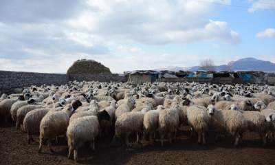 پرورش گوسفندان اصلاح نژادی در منطقه‌ای با پوشش گیاهی ضعیف