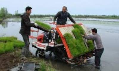 کرونا و افزایش تقاضای کشت مکانیزه برنج در مازندران