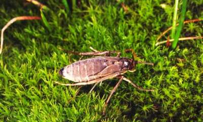 شکار زنده حشرات با کمک جریان هوا