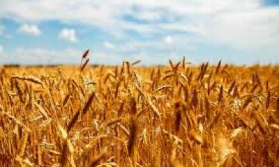 پیش بینی خرید تضمینی ۱.۳میلیون تن گندم در خوزستان