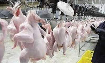 سقف توزیع مرغ در خراسان شمالی به ۷۰ تن در روز می رسد