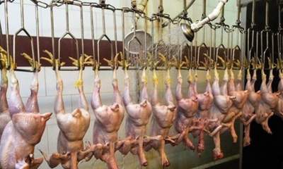 ممنوعیت عرضه مرغ قطعه بندی شده در واحدهای صنفی