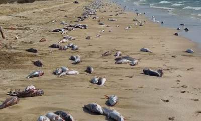 دلیل احتمالی مرگ ماهیان در سواحل جاسک آلودگی نفتی است
