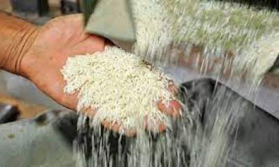 ثبات قیمت برنج مازندران در فصل نشاء