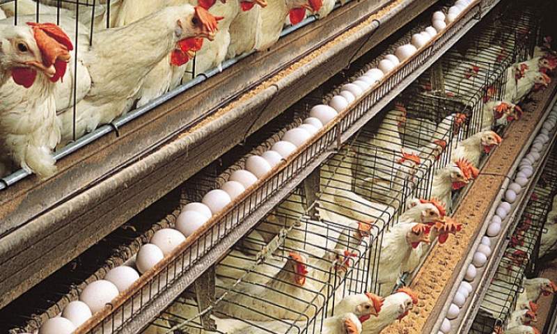 گران‌فروشی تخم‌مرغ در خرده‌فروشی‌ها با وجود کاهش قیمت در مرغداری‌ها