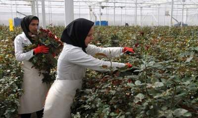 بیش از سه هزار شغل طی سال گذشته در بخش کشاوری استان همدان ایجاد شد