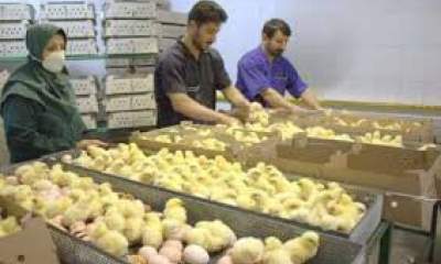 مرغداران جوجه یکروزه را بیش از نرخ مصوب خریداری می کنند