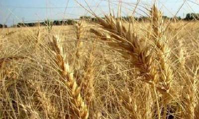 به ازای خرید ۱۳ هزار تن گندم در ۵ استان کشور؛