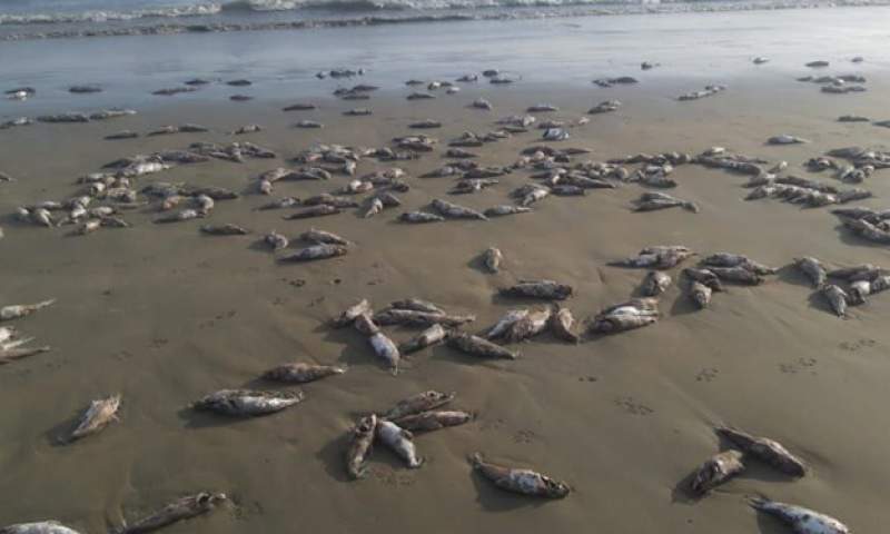 علت مرگ گربه ماهیان در ساحل جاسک مشخص شد