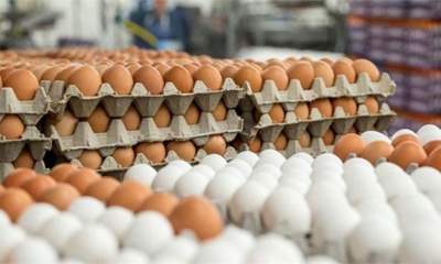 هشدار تولید کنندگان به افزایش قیمت تخم مرغ
