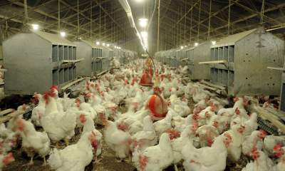 سال ۹۹؛ افزایش شاخص قیمت تولید مرغداری‌های صنعتی