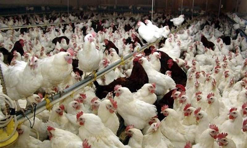 سوء مدیریت در وزارت جهاد کشاورزی دلیل اصلی کمبود و گرانی مرغ است/ میزان تولید مرغ از آنچه وزارت جهاد اعلام می‌کند، بسیار کمتر است