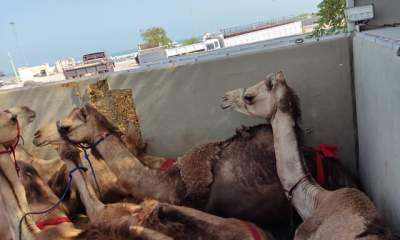 مسافران پرحاشیه گمرک؛ این بار شتران قطری!