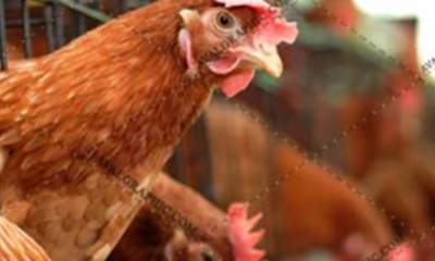 اجرای طرح پرورش مرغ بومی خانگی در تعاونی های روستایی