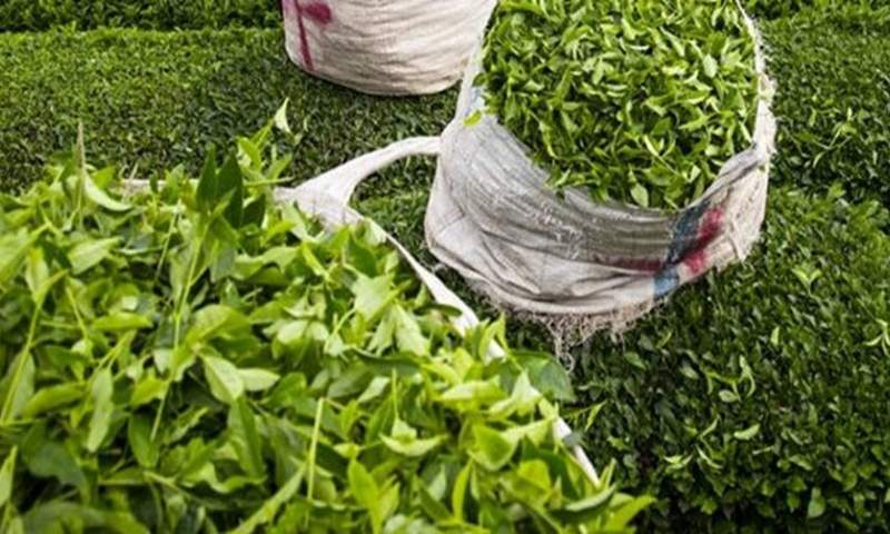 خریداری ۵۸ هزار و ۶۱۰ تن برگ سبز چای از چایکاران