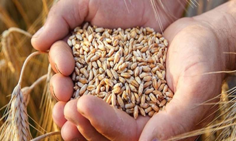 خرید ۹۷ هزار تن گندم در استان تهران