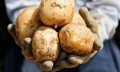سازمان تعاون روستایی 5 هزار تن سیب‌زمینی را برای خوراک دام‌ها می‌فروشد