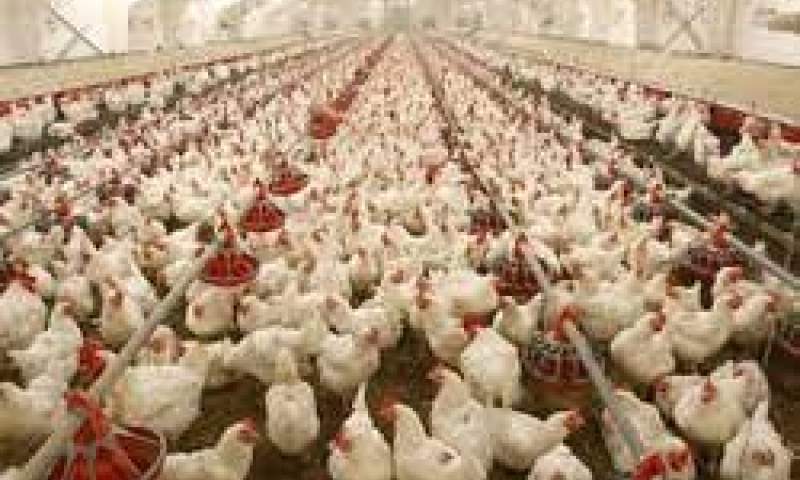 فروش مرغ بیش از ۲۷ هزار تومان سودجویی است/ راستی‌ آزمایی در آمار جوجه ریزی