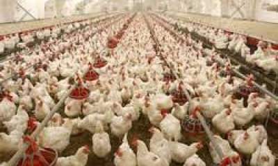 فروش مرغ بیش از ۲۷ هزار تومان سودجویی است/ راستی‌ آزمایی در آمار جوجه ریزی