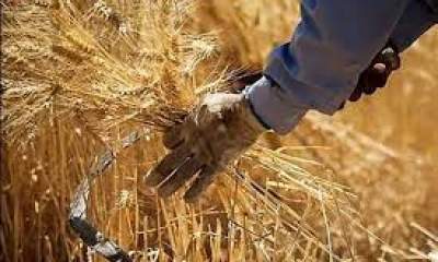 افزایش ۴۰ درصدی نرخ خرید تضمینی محصولات کشاورزی