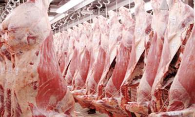 بازار گوشت قرمز نیازمند گوشت وارداتی برای تنظیم بازار