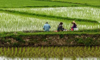 راستی: شالی کاران از افزایش قیمت برنج سودی نمی‌برند