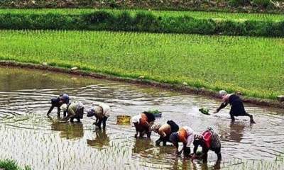 عباسی: برنج از شالی کار حدود ۳۵ - ۳۶ هزار تومان خریداری می‌شود