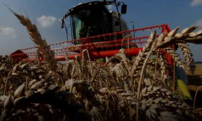 افزایش خرید گندم ایران از بازار جهانی