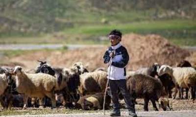 قیمت خرید حمایتی دام روستایی ابلاغ شد/ هر کیلو گوسفند نر ۶۲ هزار تومان