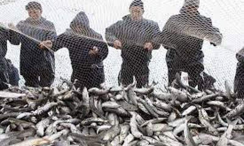 آغاز صید ساردین ماهیان در آب‌های ساحلی جاسک