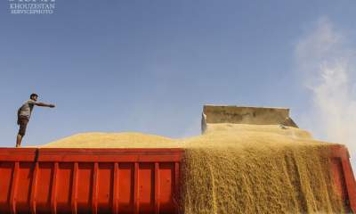 واردات گندم به بندر امام از ۲ میلیون تن فراتر رفت