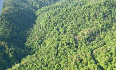 تخریب جنگل‌های آمازون به بیشترین میزان 15 سال گذشته رسید