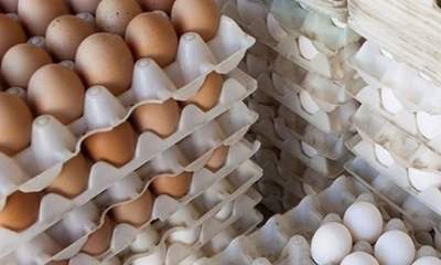 قیمت تخم مرغ باز هم کاهش یافت/فروش 4 هزار تومان زیر نرخ مصوب
