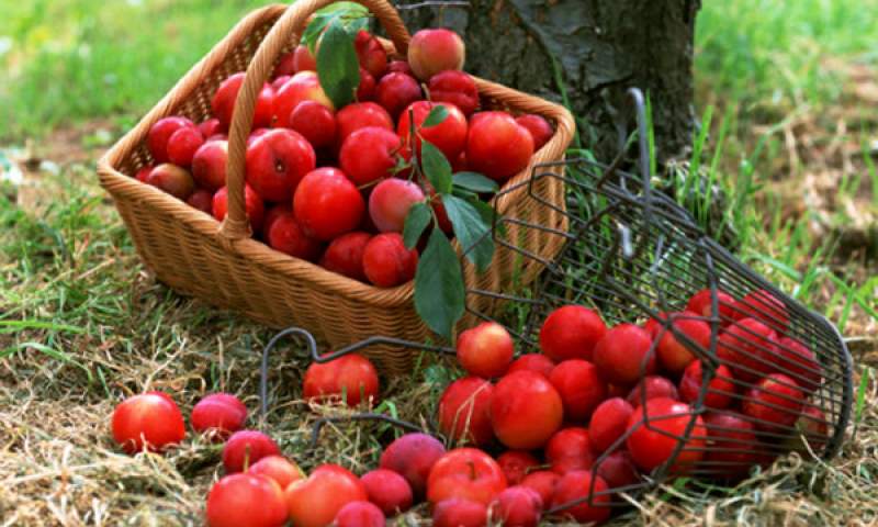 خرید تضمینی ۵۸ هزار تن سیب صنعتی از باغداران