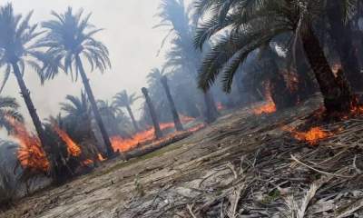 آتش‌سوزی ۱۰۰ اصله نخل در آبادان / علت حادثه در دست بررسی