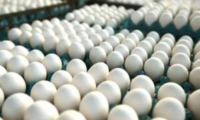 افزایش تولید تخم‌مرغ تا اواخر اسفندماه