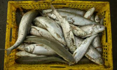 نوسان ۶۸ درصدی قیمت ماهی